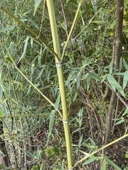 Phyllostachys