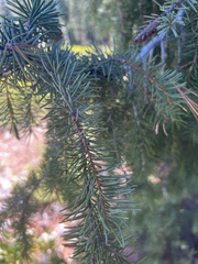 Picea breweriana