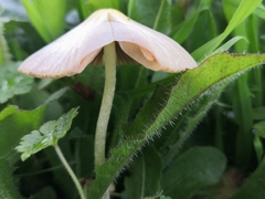 Bolbitius titubans