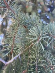 Picea breweriana