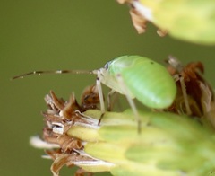 Acyrthosiphon