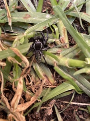 Araneae