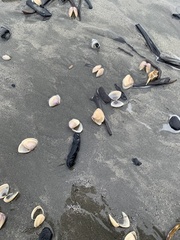 Crassula aequilatera