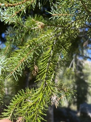 Picea breweriana