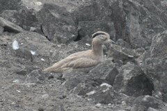 Burhinus superciliaris