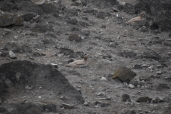 Burhinus superciliaris