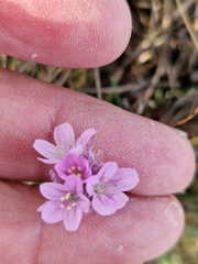 Armeria maritima
