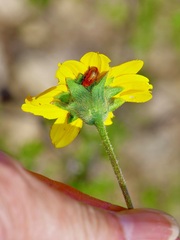 Wedelia acapulcensis