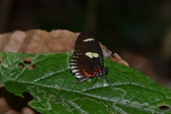 Heliconiini