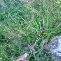 Echinochloa muricata