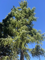 Picea breweriana