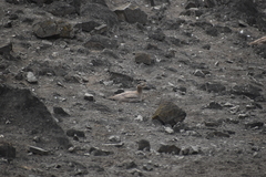 Burhinus superciliaris