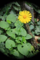Doronicum caucasicum