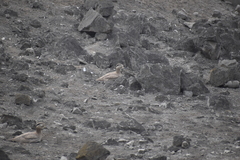 Burhinus superciliaris