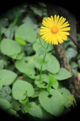 Doronicum caucasicum