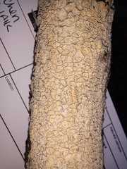 Corticiales