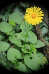Doronicum caucasicum