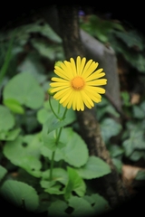 Doronicum caucasicum