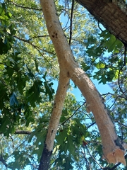 Corticiales