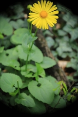 Doronicum caucasicum