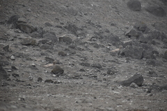 Burhinus superciliaris