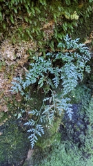 Asplenium montanum