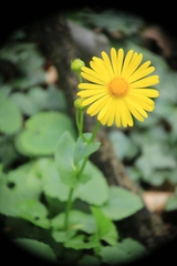 Doronicum caucasicum