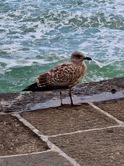 Larus argentatus