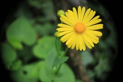 Doronicum caucasicum