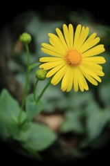 Doronicum caucasicum