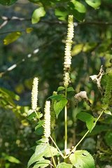 Agastache nepetoides
