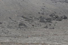 Burhinus superciliaris