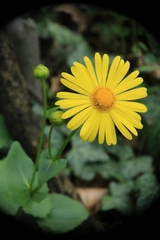 Doronicum caucasicum