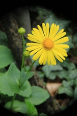 Doronicum caucasicum