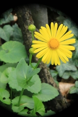 Doronicum caucasicum