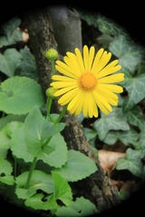 Doronicum caucasicum