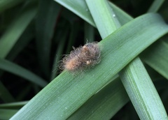 Megalopyge opercularis