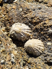Patella vulgata