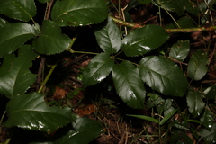 Rubus nebulosus
