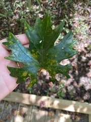 Acer floridanum