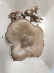 Pluteus hongoi