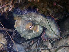 Octopus bimaculoides