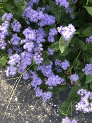 Vanessa virginiensis