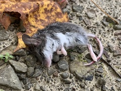 Peromyscus maniculatus