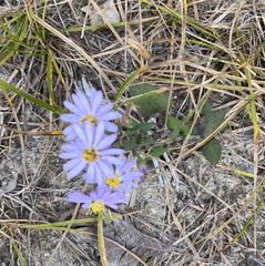Symphyotrichum laeve