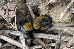 Phidippus apacheanus