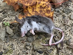 Peromyscus maniculatus