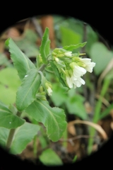 Pseudoturritis turrita