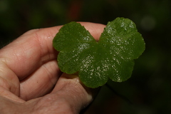Hydrocotyle hirta