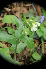 Pseudoturritis turrita